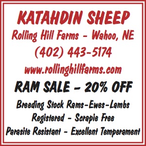 sheep for sale