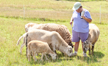 friendly sheep