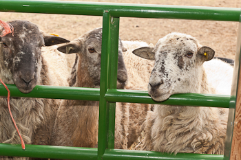 yearlings1